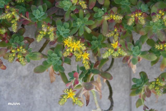 sedum palmeri